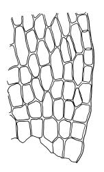 Bryum argenteum, alar cells. Drawn from W. Martin 57.10, CHR 515790, K.W. Allison 2455, CHR 577448, and B.P.J. Molloy s.n., 7 Mar. 1972, CHR 164170.
 Image: R.C. Wagstaff © Landcare Research 2015 